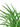 Spider Plant 'Green'