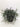 Succulent Cactus 'Mistletoe'
