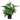 Philodendron ‘Lickety Split'