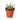 Zebra Succulent - 4" Pot - NURSERY POT ONLY