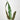 Alocasia 'Purple Sword'