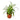 Spider Plant Hawaiian