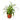 Spider Plant Hawaiian - 6" Pot - NURSERY POT ONLY