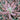 Extra Large Cutting - Echeveria 'Baron Bold'
