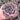 Extra Large Cutting - Echeveria 'Beyonce Rainbow' (Variegated)