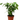 Ficus 'Benjamina' - 6" Pot
