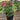 Pentas Red