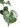 Farfugium japonicum