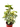 Ivy Tree Variegated