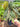 Philodendron Gigas