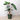 Alocasia Pink Dragon