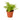 Cotton Candy Fern