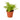 Cotton Candy Fern - 4" Pot - NURSERY POT ONLY