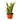 Snake Plant Laurentii - 6" Pot - NURSERY POT ONLY