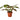 Maranta Red Prayer - 4" Pot - NURSERY POT ONLY