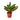 Croton Petra 'Joseph's Coat' - 4" Pot - NURSERY POT ONLY