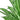 Chinese Evergreen 'Cutlass'