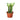 Milkstripe Euphorbia
