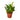 Croton 'Sunny Star'