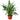 Chinese Evergreen 'Cutlass'