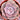 Extra Large Cutting - Echeveria 'Dusty Rose'
