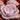 Extra Large Cutting - Echeveria 'Dusty Rose'