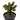 Euphorbia restricta