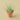 Ionantha Guatemala Tillandsia Air Plant with Terra Cotta