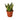 Snake Plant Black Gold - Nursery Pot 4-inch