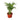Parlor Palm - 4" Pot - NURSERY POT ONLY