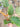 Philodendron Caramel Pluto