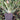 Gasteria 'Little Warty' [extra large] [bare root]