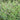 Sedum lineare f. variegatum - Carpet Sedum [exclusive]