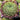 Sempervivum 'Pacific Hep'