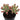 Sedum pachyphyllum